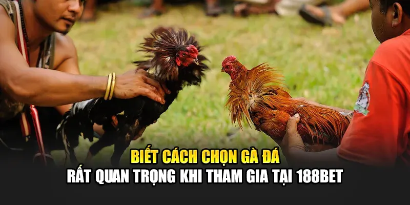 Biết cách chọn gà đá rất quan trọng khi tham gia tại 188Bet