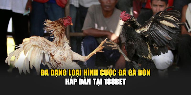 Đa dạng loại hình cược đá gà đòn hấp dẫn tại 188Bet