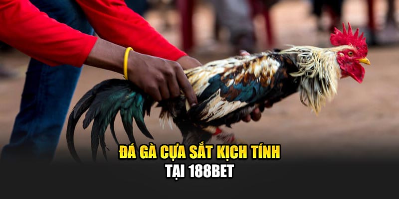 Đá gà cựa sắt kịch tính tại 188Bet