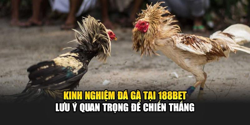 Kinh nghiệm đá gà tại 188Bet - Lưu ý quan trọng để chiến thắng
