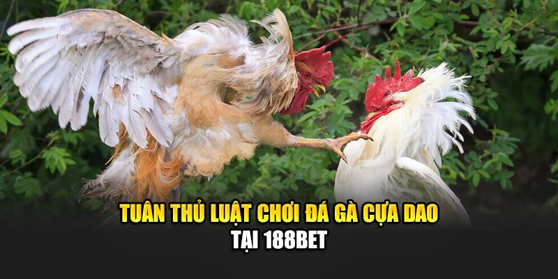 Tuân thủ luật chơi đá gà cựa dao tại 188Bet